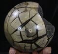 Polished Septarian Puzzle Geode - Black Crystals #33729-3